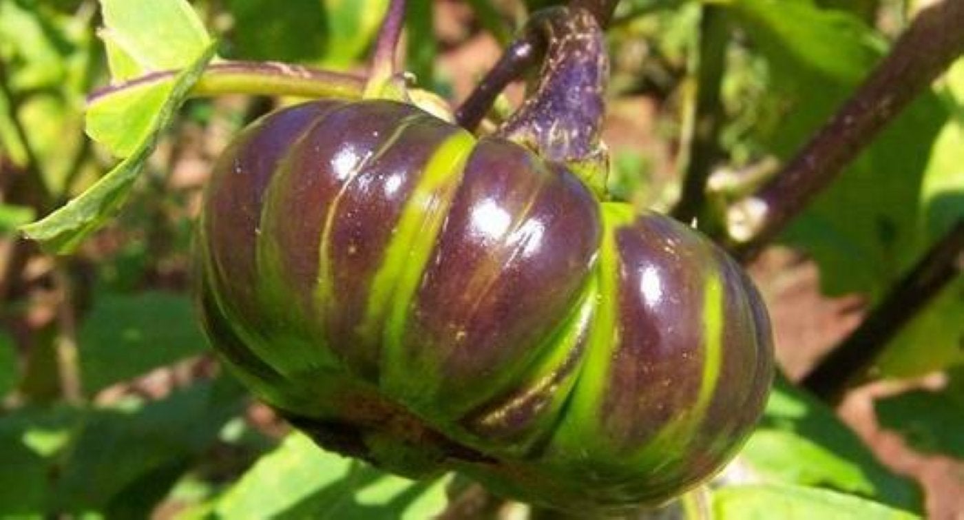 Berenjena africana, una hortaliza muy demandada