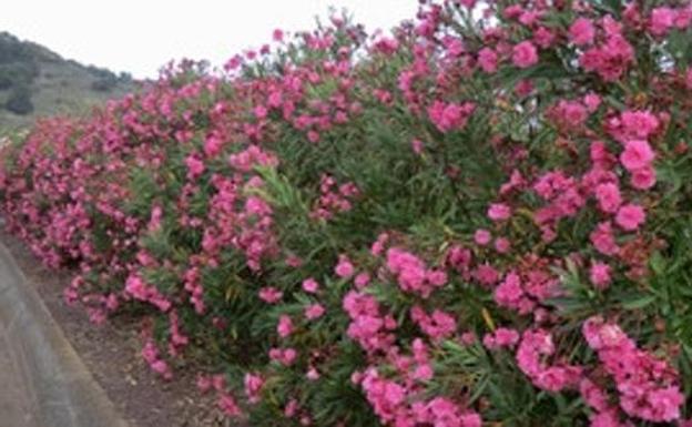 Stop adelfa, la planta que no debería estar en su jardín