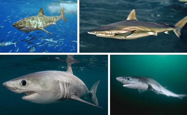 Imagen de ejemplares de algunas de las 35 especies de tiburón que habitan en el Mar de Alborán.