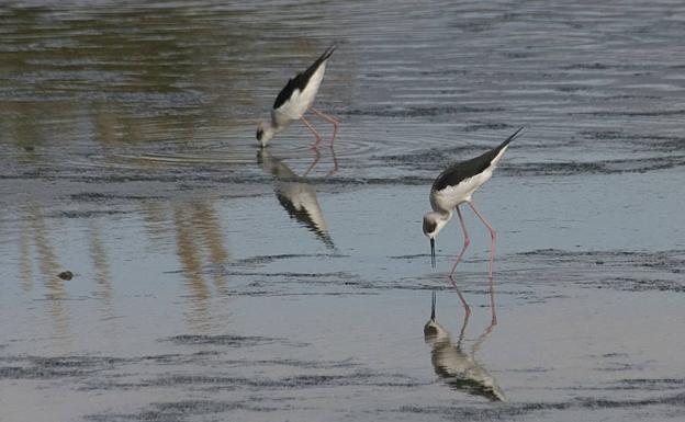 Cigüeñuelas en el delta del río Vélez.