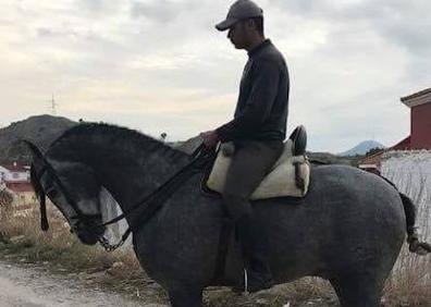 Imagen secundaria 1 - Denuncian el robo de un caballo de 15.000 euros en la zona de Carlinda