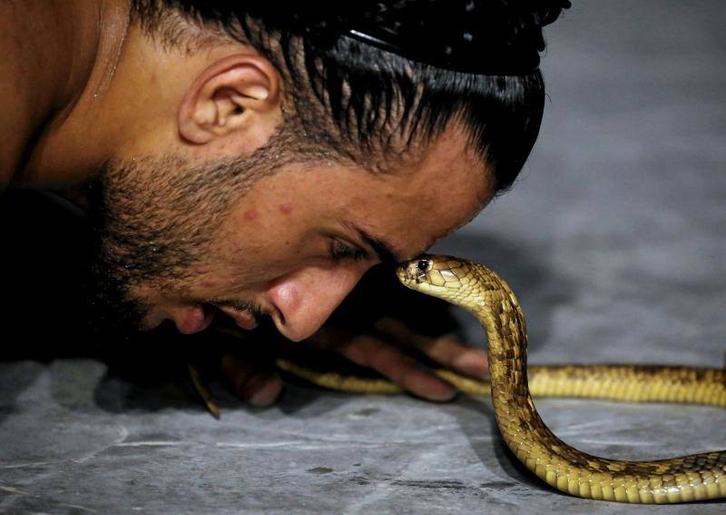 El encantador de serpientes, Amier El Refaie, duerme a las serpientes en su show en el Red Sea resort de Sharm El Sheikh, en Egipto.