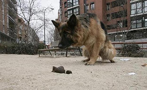 Rincón de la Victoria sigue sin sancionar a los dueños de perros que no registran el ADN