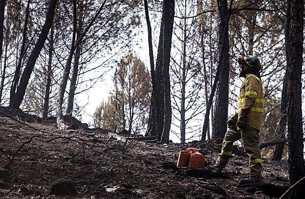 Un bombero forestal realiza labores de extinción en el paraje La Alcaildía de Almonaster la Real.