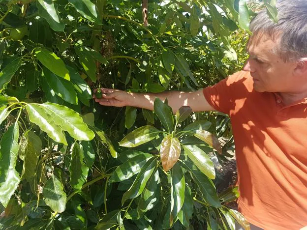 Las otras variedades de aguacate que quieren liderar el mercado | Diario Sur