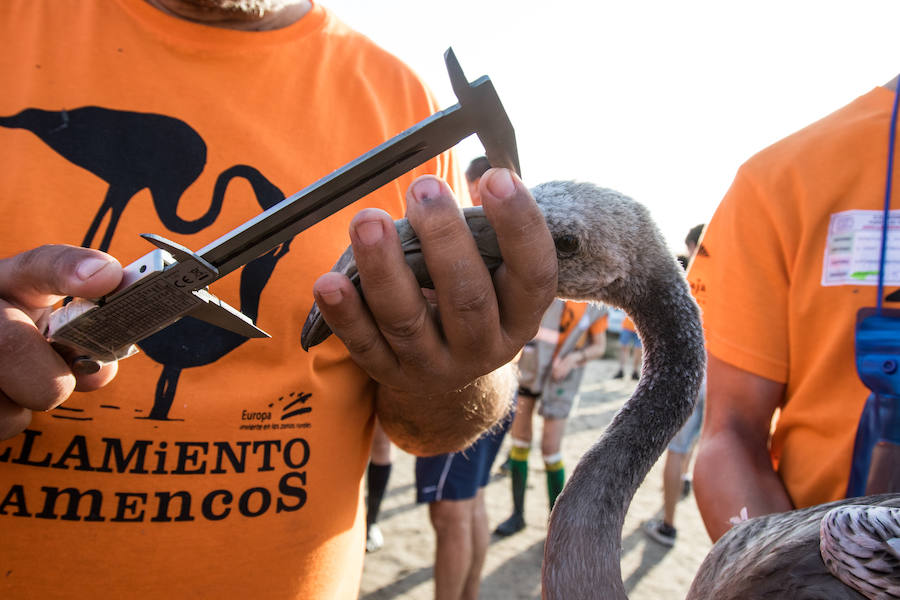 Más de 500 expertos y voluntarios participan en el anillamiento de la laguna antequerana, una jornada de gran valor científico y social