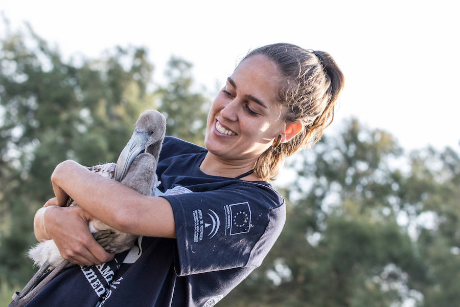 Más de 500 expertos y voluntarios participan en el anillamiento de la laguna antequerana, una jornada de gran valor científico y social