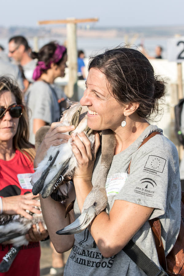 Más de 500 expertos y voluntarios participan en el anillamiento de la laguna antequerana, una jornada de gran valor científico y social