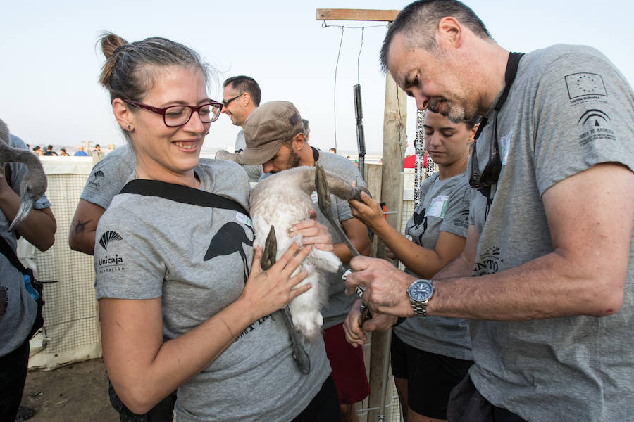 Más de 500 expertos y voluntarios participan en el anillamiento de la laguna antequerana, una jornada de gran valor científico y social