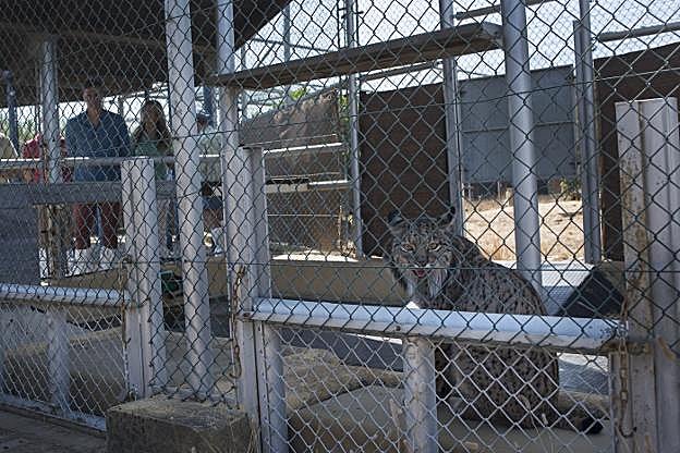 Arriba, Pedro Sánchez y Angela Merkel pasean por Doñana. A la derecha, con los linces. 