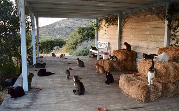 Los gatos en el santuario felino de Siros en Grecia