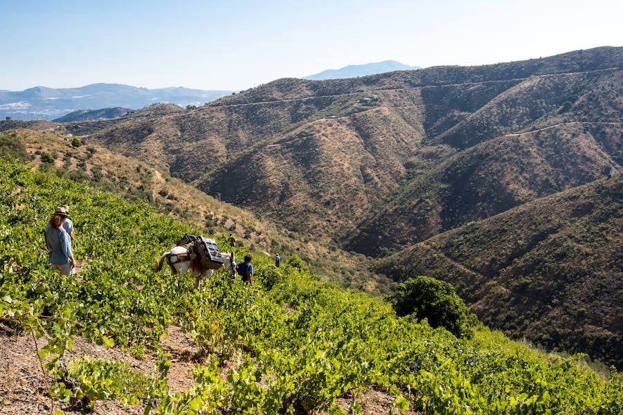 Fotos: El proyecto de vinos de Ordóñez e Hijos en los Montes de Málaga