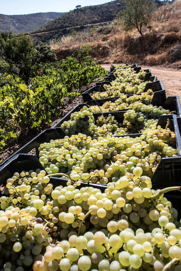 Fotos: El proyecto de vinos de Ordóñez e Hijos en los Montes de Málaga