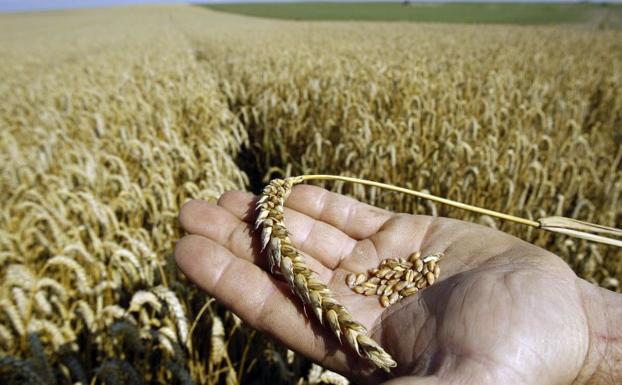 La UMA colabora en la descripción del genoma del trigo, que permitirá producir nuevas variedades más resistentes