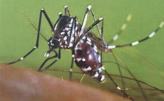 Ecologistas advierten de la mayor presencia de mosquito tigre en Vélez-Málaga