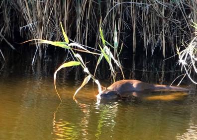 Imagen secundaria 1 - Camaleón. Nutria. Malvasía cabeciblanca. 