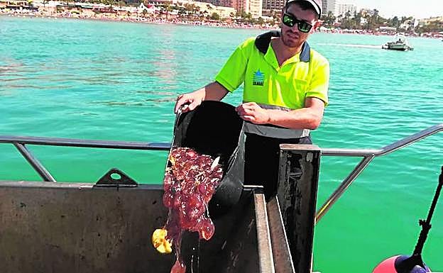 Recogida de medusas este verano. 