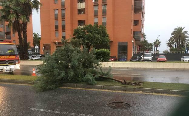 Árbol caído esta mañana en calle Pacífico. 