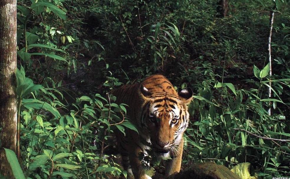 Una tigresa se asoma a un claro en la selva. Se estima que solo quedan unos 2.200 tigres de Bengala en toda la India. 