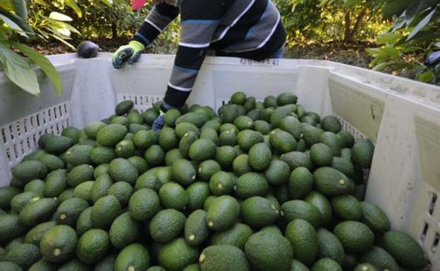 Cae una banda que robaba fruta en fincas de Málaga por encargo de bares, restaurantes y chiringuitos