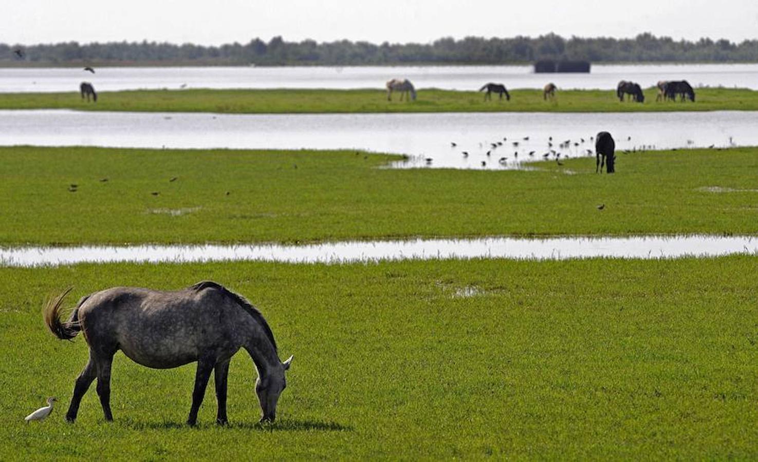 Las famosas marismas de Huelva también se extienden por Doñana.