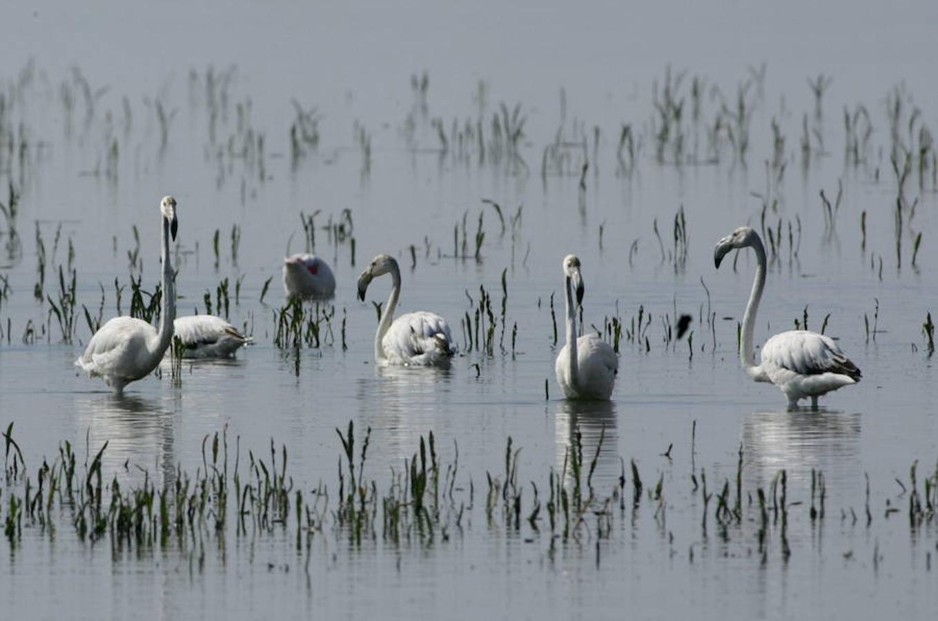 Más de 120 especies aves migratorias visitan este paraje natural cada año.