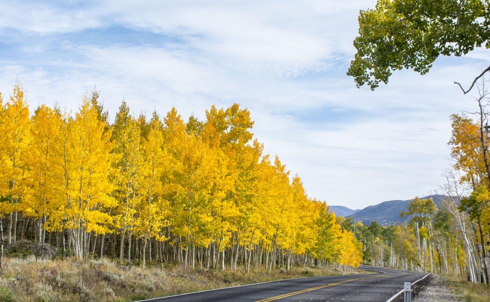 Pando está dentro del Bosque Nacional Fishlake, en el centro sur de Utah (EEUU). En esta foto se aprecia el cercado que pretende protegerlo.