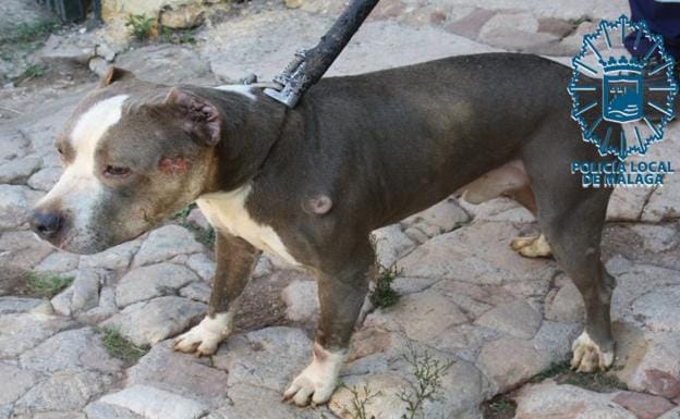 Uno de los perros con heridas y las orejas mutiladas.