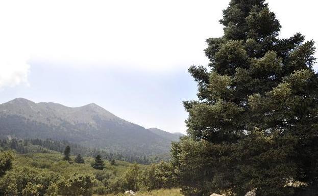 La Junta aprueba el informe definitivo para el nombramiento de la Sierra de las Nieves como parque nacional