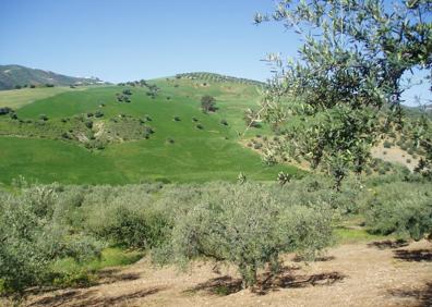 Imagen secundaria 1 - Olivar de Riogordo. Olivar de Riogordo. La aldea de Mondrón y, al fondo, Periana. Museo Etnográfico de Riogordo.