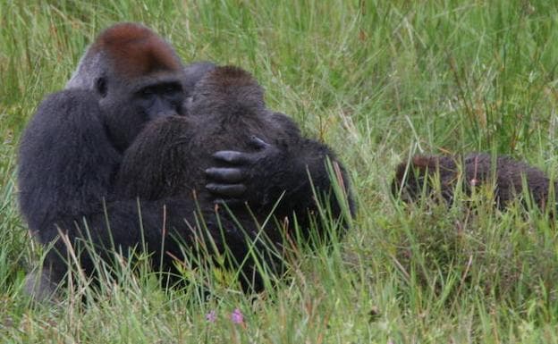 Dos gorilas en el parque Nacional Nouabale-Ndoki en la República del Congo. 