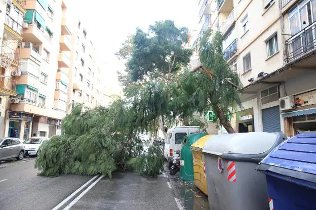 Árbol caído sobre la calzada en la barriada de El Palo. :: salvador salas