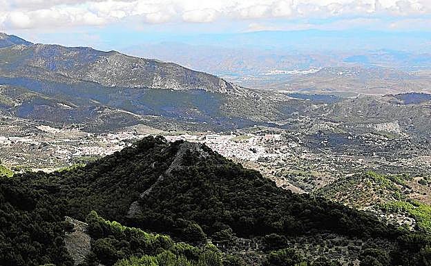Imagen principal - Arriba, panorámica del Valle del Guadalhorce. Abajo, Rafael Haro fotografía un ejemplar de pinsapo y los plantones de pinsapo se abren camino. 