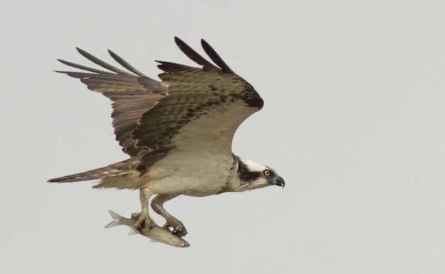 El águila pescadora que vuelve a Málaga por Navidad | Diario Sur