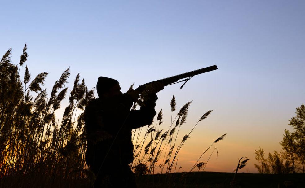 La caza, en el punto de mira