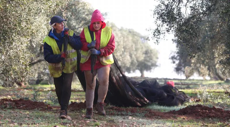 Cada vez es más complicado encontrar mano de obra para recoger la aceituna en la provincia de Málaga, lo que condiciona las fechas para realizar el trabajo. 