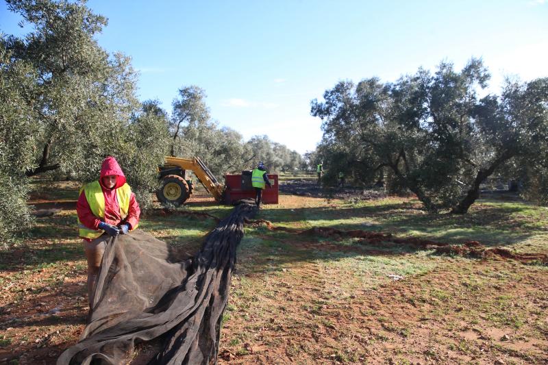 Cada vez es más complicado encontrar mano de obra para recoger la aceituna en la provincia de Málaga, lo que condiciona las fechas para realizar el trabajo. 