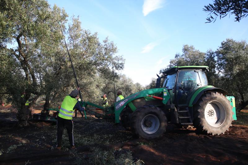 Cada vez es más complicado encontrar mano de obra para recoger la aceituna en la provincia de Málaga, lo que condiciona las fechas para realizar el trabajo. 