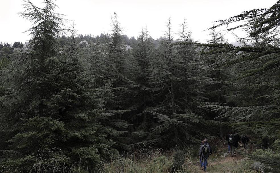 El bosque conectado. Las micorrizas permiten que los árboles 'se avisen' sobre ataques de enfermedades.