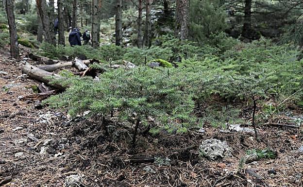 Relevo generacional. Los estudios sobre micorrizas muestran que los ejemplares jóvenes se pueden desarrollar en condiciones de escasa luz gracias a los aportes de estos hongos. 