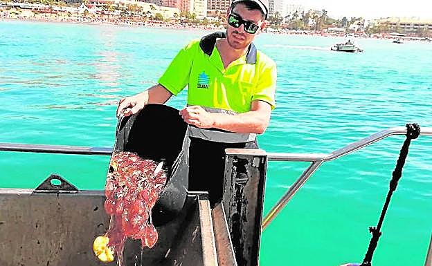 Medusas recogidas por uno de los barcos quitanatas. 