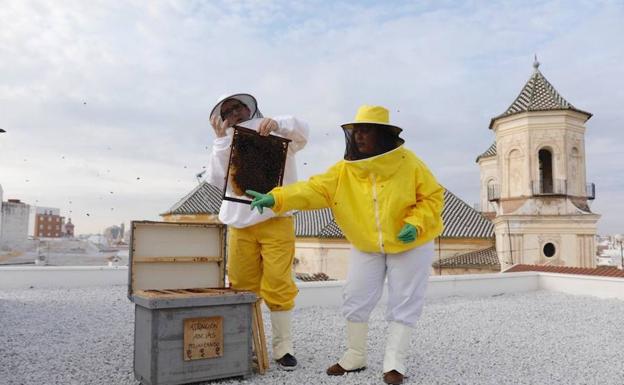 Las abejas ya trabajan para mejorar el medio ambiente de Málaga