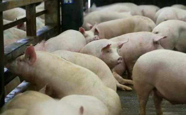 Asaja Málaga reclama al Ministerio la inclusión de la Peste Porcina Africana en los Seguros de Ganado