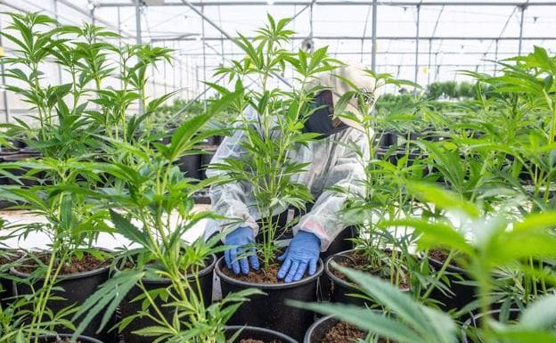 El crecimiento del cultivo del cannabis aumenta el fraude eléctrico en Andalucía