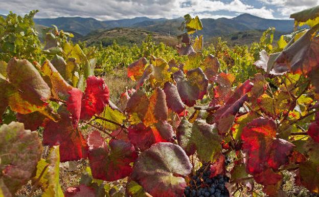 Viñedos en El Bierzo. 