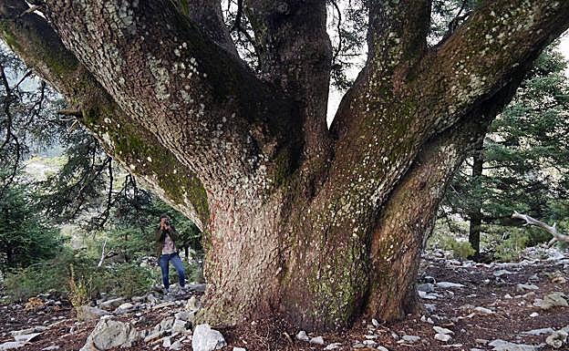 5. El Pinsapo del Puntal de la Mesa podría ser en el futuro el sucesor del ejemplar de la Escalereta