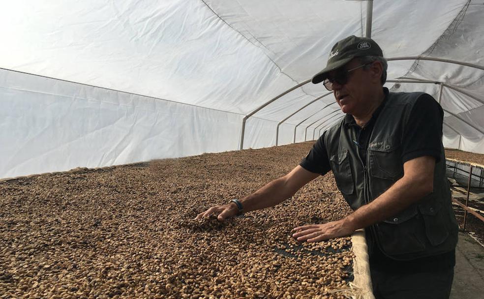 César Ros, un maestro cafetero catalán, impulsa en Barahona el cultivo artesanal de un café producido a partir de variedades autóctonas.