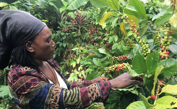 Imagen principal - Una mujer recolecta granos de café. Un joven jornalero haitiano sonríe a la cámara en plena cosecha. Mercado de Barahona, al sur de República Dominicana. 