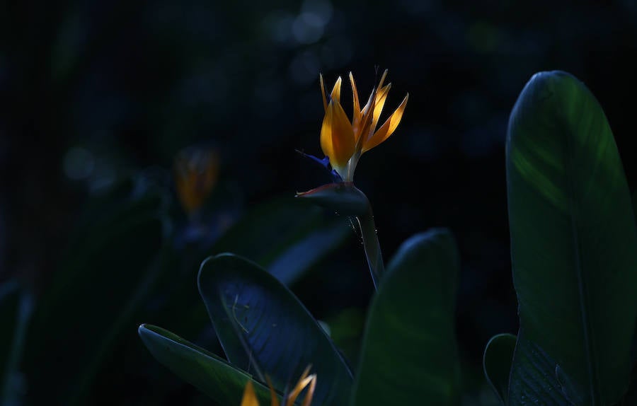 Las glicinias se adueñan del Jardín Botánico y ofrecen un bello espectáculo de colores 