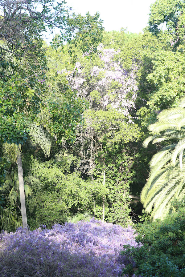 Las glicinias se adueñan del Jardín Botánico y ofrecen un bello espectáculo de colores 